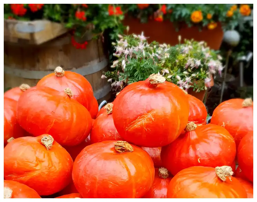 Herbstzeit ist Kürbiszeit.